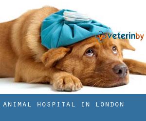 Animal Hospital in London