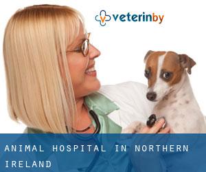 Animal Hospital in Northern Ireland