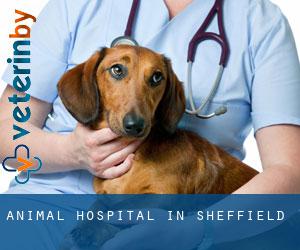 Animal Hospital in Sheffield