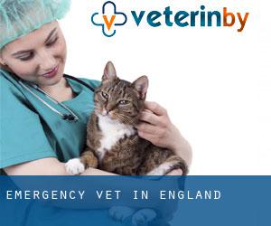 Emergency Vet in England