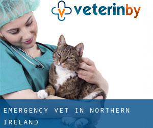 Emergency Vet in Northern Ireland