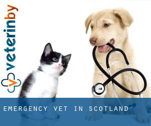 Emergency Vet in Scotland