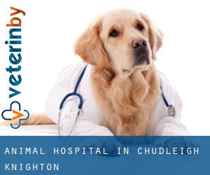 Animal Hospital in Chudleigh Knighton