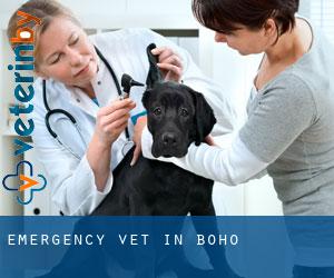 Emergency Vet in Boho