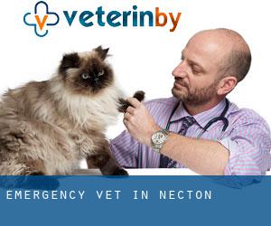 Emergency Vet in Necton